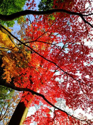 ささぶねの道（御影橋付近）
