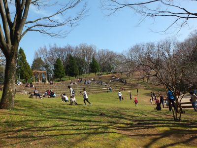 都筑中央公園（山ざくら）
