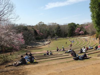 都筑中央公園（山ざくら）
