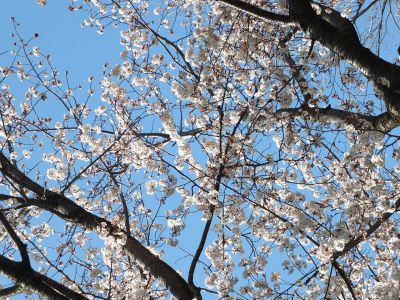 都筑中央公園（山ざくら）
