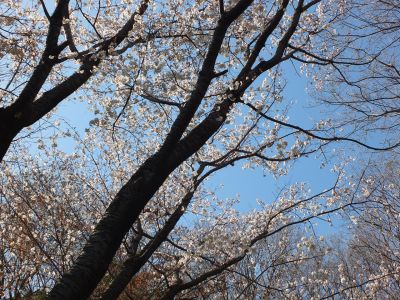 都筑中央公園（山ざくら）
