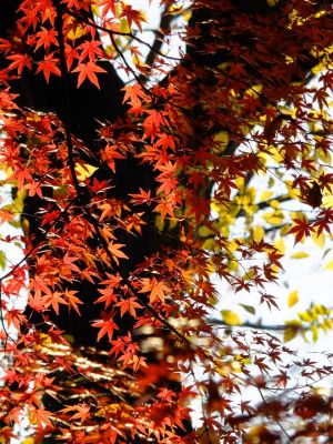 ささぶねの道（御影橋付近）
