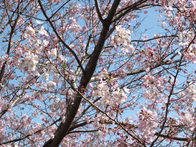 早渕川親水広場（神代曙）
