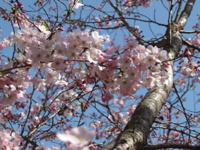 早渕川親水広場（神代曙）
