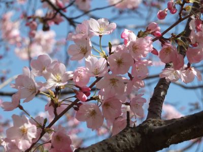 早渕川親水広場（神代曙）
