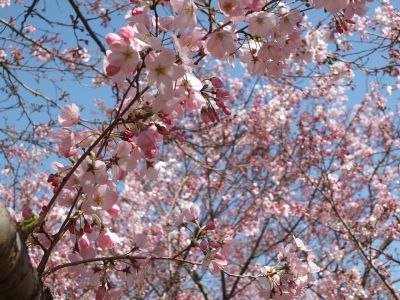 早渕川親水広場（神代曙）
