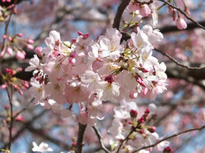 早渕川親水広場（神代曙）
