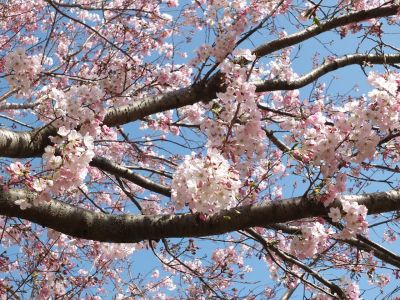 早渕川親水広場（神代曙）
