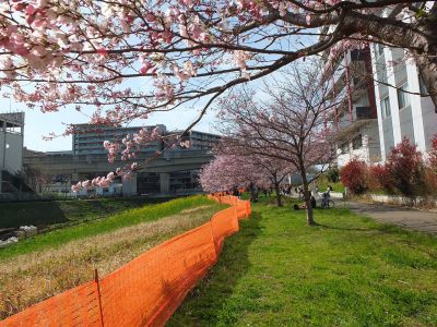 早渕川親水広場（神代曙）
