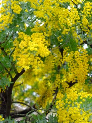 荏田東（みもざ）
