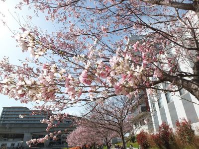 早渕川親水広場（神代曙）
