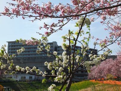早渕川親水広場（神代曙）
