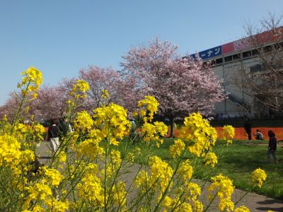 早渕川親水広場（神代曙）
