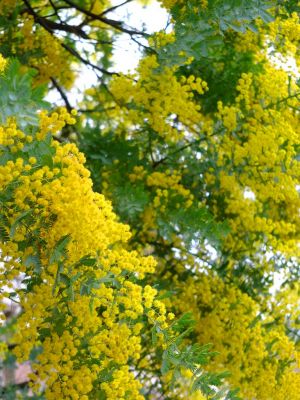 荏田東（みもざ）
