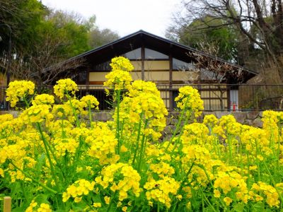 都筑中央公園ばじょうじ谷戸
