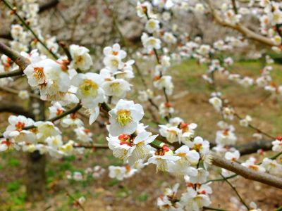 都筑中央公園ばじょうじ谷戸
