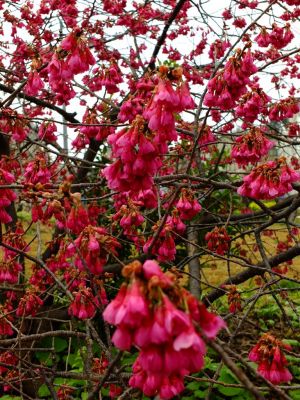 荏田東（寒緋桜）
