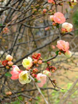 荏田東（木瓜の花）
