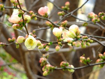 荏田東（木瓜の花）
