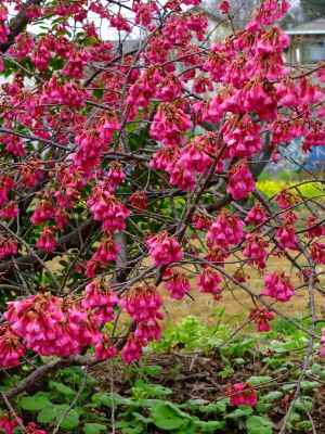 荏田東（寒緋桜）
