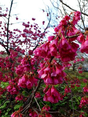 荏田東（寒緋桜）
