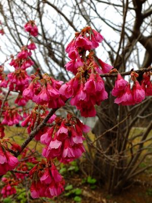 荏田東（寒緋桜）
