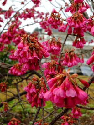 荏田東（寒緋桜）

