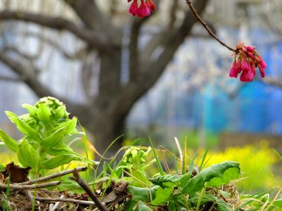 荏田東（蕗の薹）

