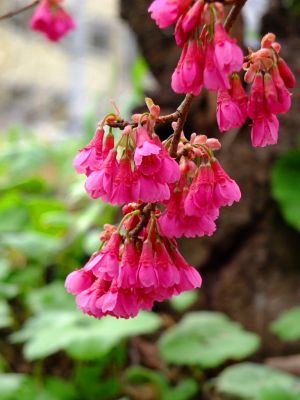 荏田東（寒緋桜）
