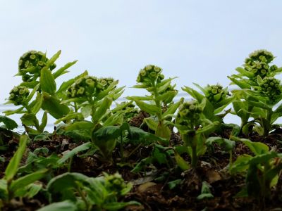 荏田東（蕗の薹）
