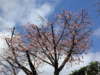 心行寺（彼岸桜？）
