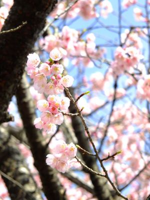 心行寺（彼岸桜？）
