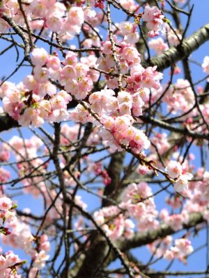 心行寺（彼岸桜？）
