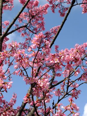 都筑区役所（都筑彼岸桜）
