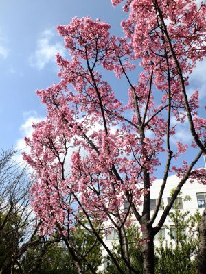都筑区役所（都筑彼岸桜）
