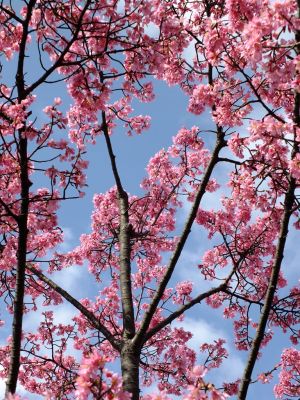 都筑区役所（都筑彼岸桜）
