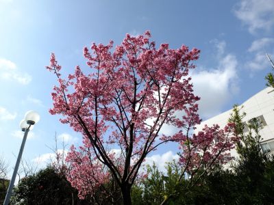 都筑区役所（都筑彼岸桜）
