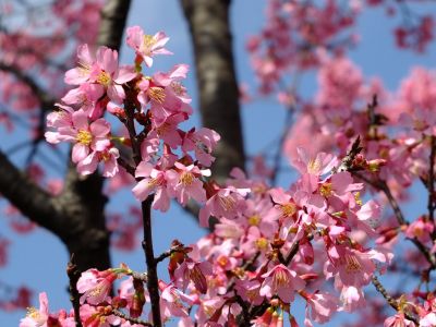 都筑区役所（都筑彼岸桜）
