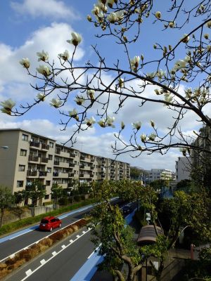 荏田東（モクレン）
