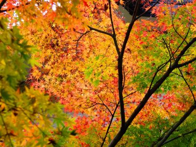 ささぶねの道（茅ヶ崎公園）
