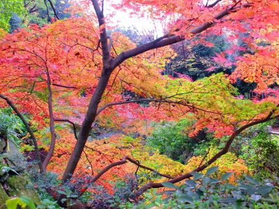 ささぶねの道（茅ヶ崎公園）
