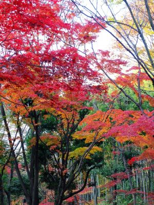 ささぶねの道（御影橋）
