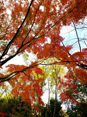 ささぶねの道（御影橋）

