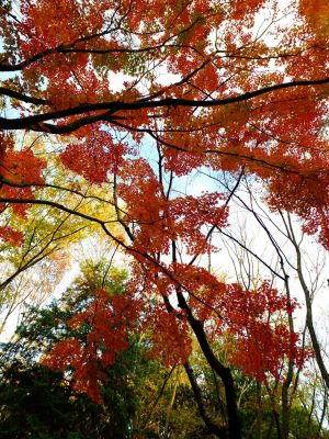 ささぶねの道（御影橋）
