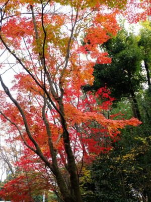 ささぶねの道（御影橋）
