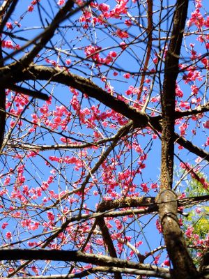 東方天満宮（ひがしがた）
