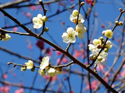 東方天満宮（ひがしがた）

