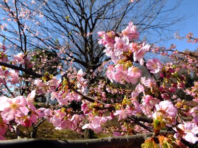 茅ヶ崎公園（河津ざくら）
