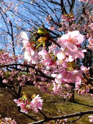 茅ヶ崎公園（河津ざくら）
