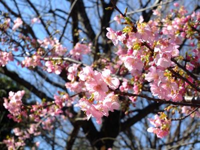 茅ヶ崎公園（河津ざくら）
